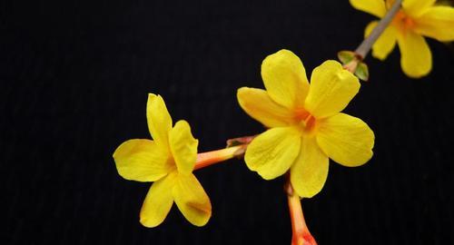 迎春花，春季最美的花之一（探秘迎春花的特点、种类和繁衍生长方式）