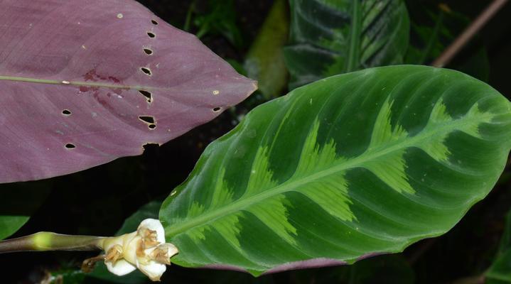 紫背竹芋的养殖指南（从种植到繁殖全方位指导，让你成为紫背竹芋专家）