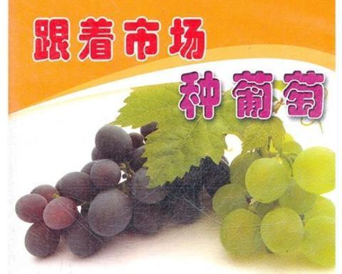 葡萄的种植技巧（从选址到收获，轻松掌握）