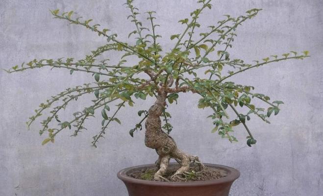 迎春花盆景养殖详解（学会这几招，让你的迎春花更美）