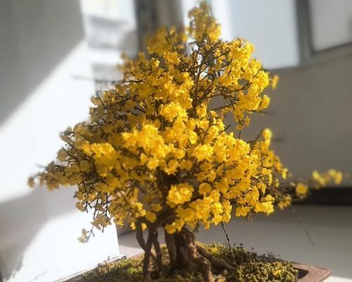 迎春花盆景养殖详解（学会这几招，让你的迎春花更美）