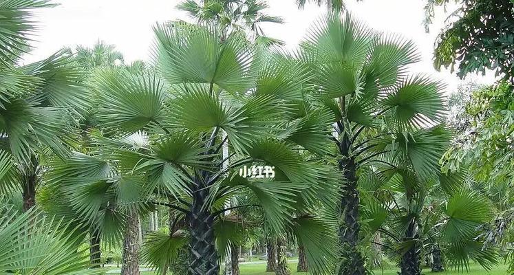 探秘棕榈树的生长之谜（棕榈树的形态特征及生长环境分析）