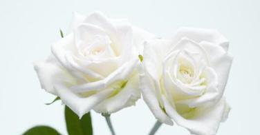 白玫瑰花语的含义（解析白玫瑰的8种象征意义）