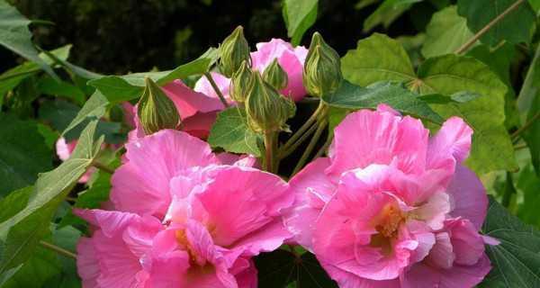 芙蓉花的花语（探寻芙蓉花的深刻内涵）