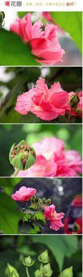 芙蓉花的花语（探寻芙蓉花的深刻内涵）