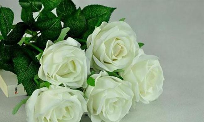 白玫瑰的含义（探寻白玫瑰所代表的深刻意义）
