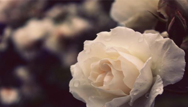 白玫瑰的含义（探寻白玫瑰所代表的深刻意义）