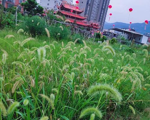 狗尾巴草的花语（探究狗尾巴草的神秘花语与美丽）