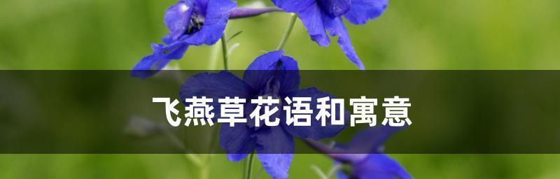 飞燕草的花语——勇敢与坚定（展翅飞翔的灵魂，难以被打败的信念）