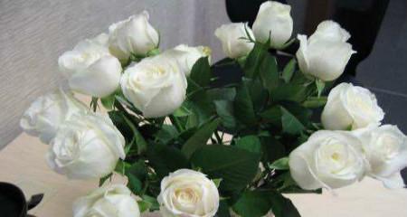 白玫瑰花语（探究白玫瑰的含义和象征，了解它在不同场合的意义）
