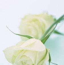 白玫瑰的数量代表的含义（从爱情、友谊到敬意，了解不同数量白玫瑰的象征意义）