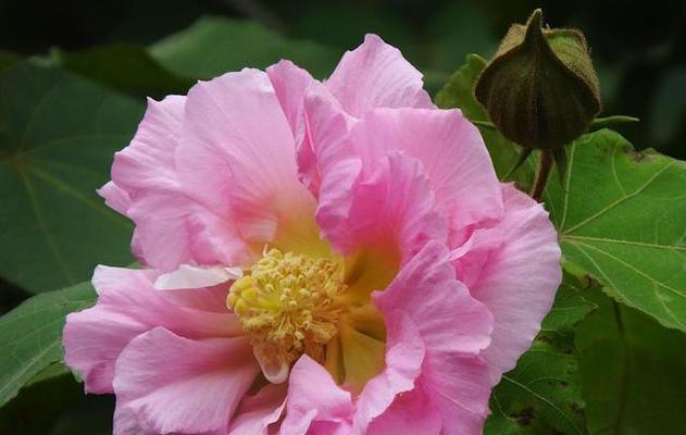芙蓉花的花语（探寻芙蓉花背后的深意）