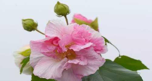 芙蓉花的花语（探寻芙蓉花背后的深意）