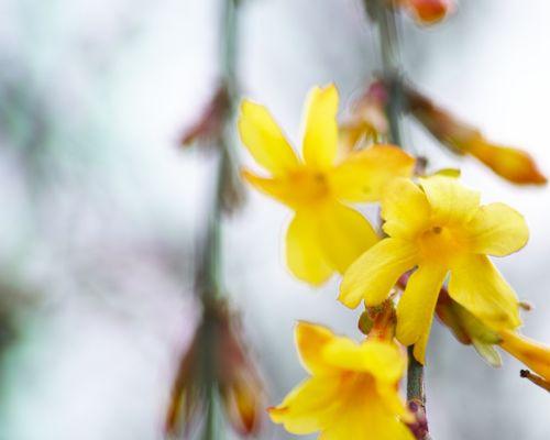 迎春花冬季修剪指南（如何正确修剪迎春花，让它在来年盛放？）
