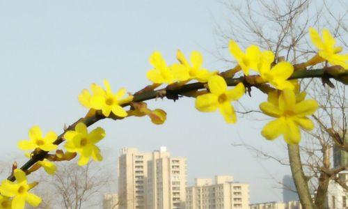 迎春花冬季修剪指南（如何正确修剪迎春花，让它在来年盛放？）