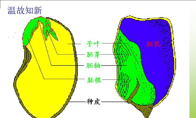 被子植物的奇妙世界（探索被子植物种类与生长环境）