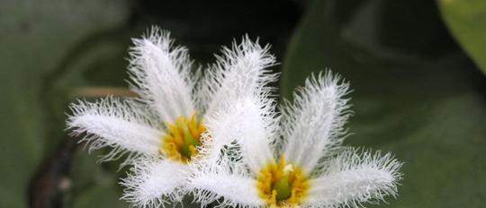 被子植物的奇妙世界（探索被子植物种类与生长环境）