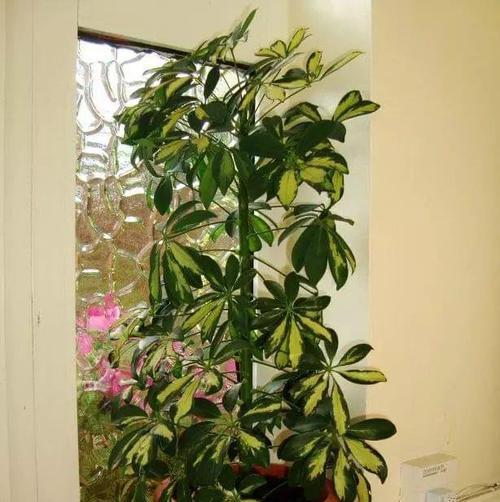 如何防止室内花卉黄叶？（8个技巧让你的花卉常青不凋萎）