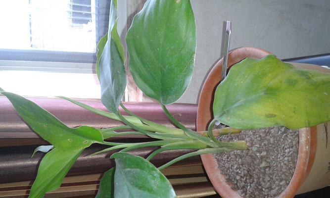 如何防止室内花卉黄叶？（8个技巧让你的花卉常青不凋萎）