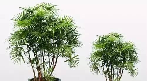 打造棕竹盆景，让生活更美（从选材到养护，全面掌握技巧）