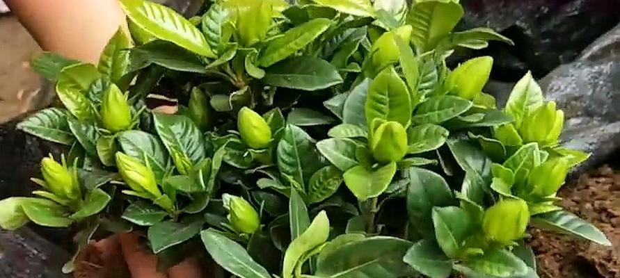 栀子花修剪小技巧（春季修剪栀子花，让花开得更美）