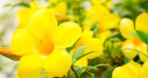 迎春花之色——探究迎春花的花色特征（迎春花的五彩斑斓，美不胜收）