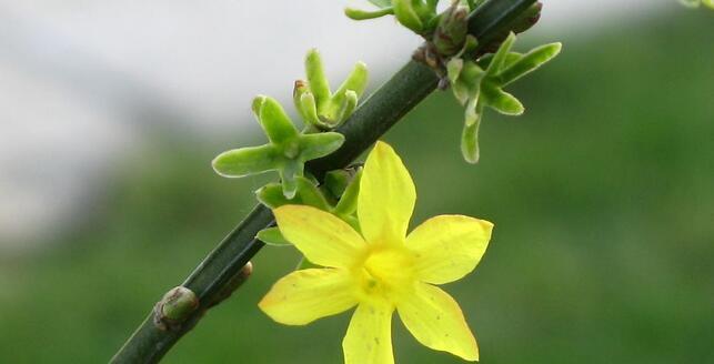 迎春花之色——探究迎春花的花色特征（迎春花的五彩斑斓，美不胜收）