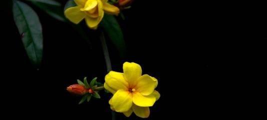 迎春花之色——探究迎春花的花色特征（迎春花的五彩斑斓，美不胜收）