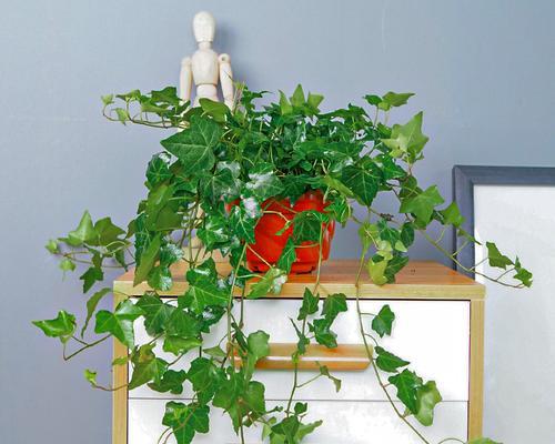室外水培植物的栽培技巧（通过水文环境打造健康植物生长）