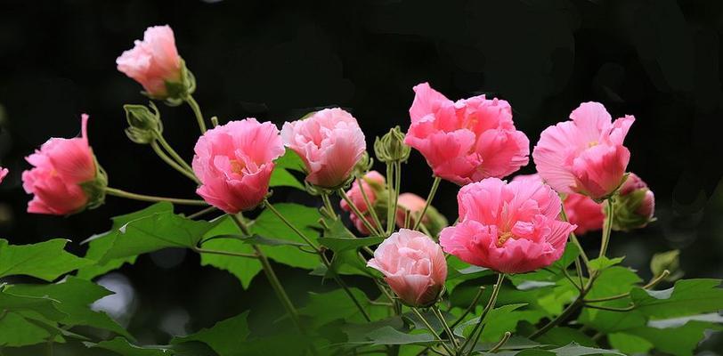 芙蓉花的寓意（华丽、坚强、纯洁）