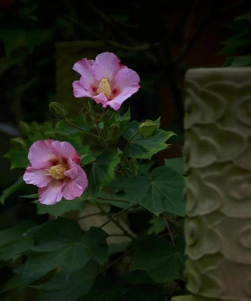芙蓉花的寓意（华丽、坚强、纯洁）