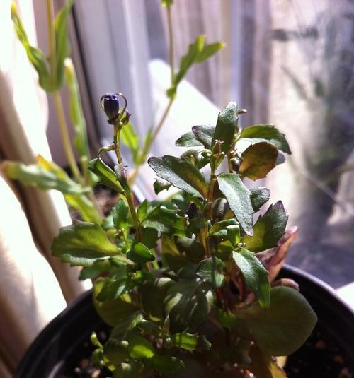 大花蕙兰花苞干瘪原因与处理方法（探究大花蕙兰花苞干瘪现象的成因及解决方法）
