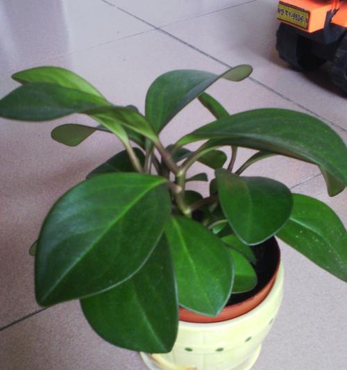 阳台花卉之适合暴晒品种（盆栽花卉、观赏草坪，轻松享受阳光美好时光）