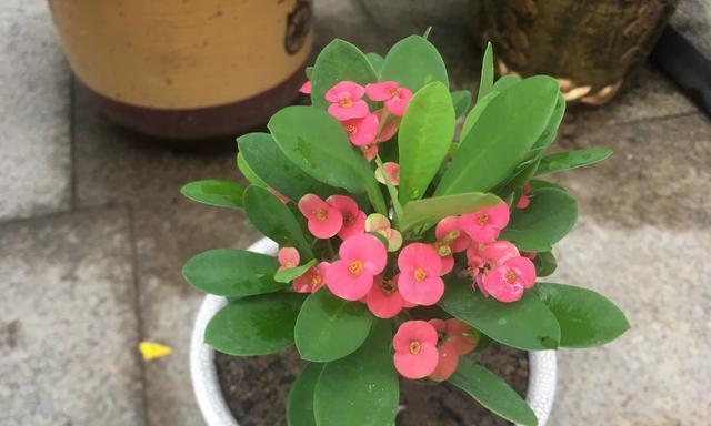 阳台花卉之适合暴晒品种（盆栽花卉、观赏草坪，轻松享受阳光美好时光）
