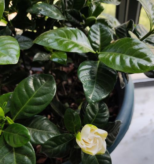 栀子花盆栽技巧（打造精致花园的小窍门）