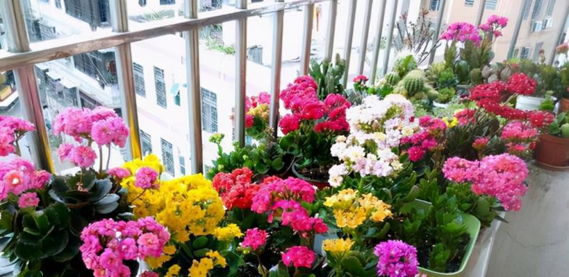 养这些花旺财又美观（室内养花小技巧，让财运满满）