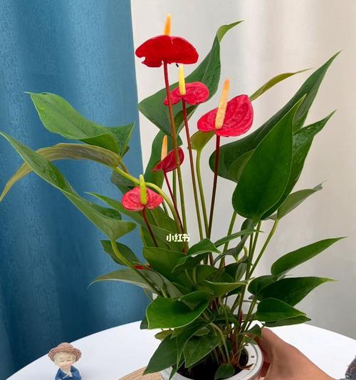 养这些花旺财又美观（室内养花小技巧，让财运满满）