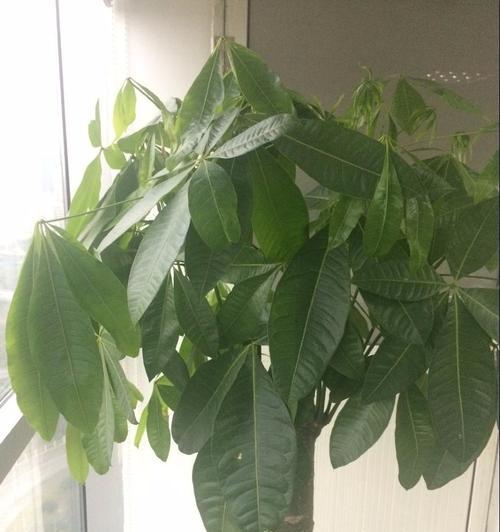 发财树叶子发黄了怎么办？教你恢复健康生长