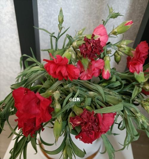 康乃馨的养护水分管理（正确的浇水方法和注意事项）