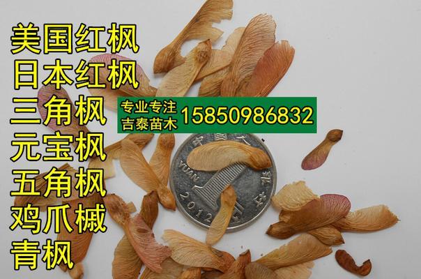 红枫种子种植指南（如何种植红枫种子，从选种到收获全流程）