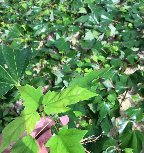 红枫种子种植指南（如何种植红枫种子，从选种到收获全流程）
