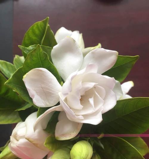 栀子花怎么水养？（让您轻松打造花园中的“黄金时代”！）