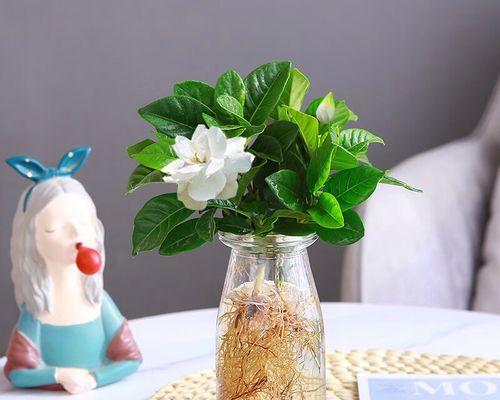栀子花怎么水养？（让您轻松打造花园中的“黄金时代”！）