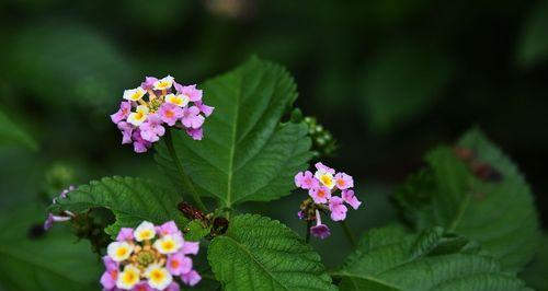 五色梅怎么养开花？——打造花园中的绚烂景致（养护技巧、育种方法、土壤要求、施肥时机、剪枝周期等）