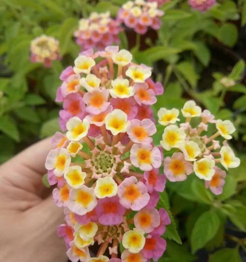 五色梅怎么养开花？——打造花园中的绚烂景致（养护技巧、育种方法、土壤要求、施肥时机、剪枝周期等）