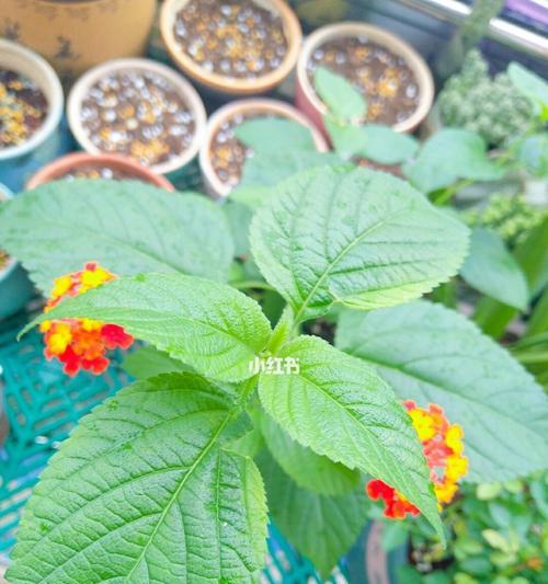 五色梅怎么养开花？——打造花园中的绚烂景致（养护技巧、育种方法、土壤要求、施肥时机、剪枝周期等）