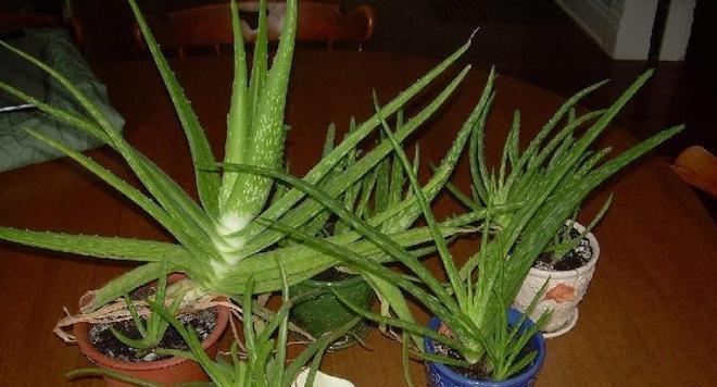 芦荟的养护方法（阳光是芦荟最好的营养素）
