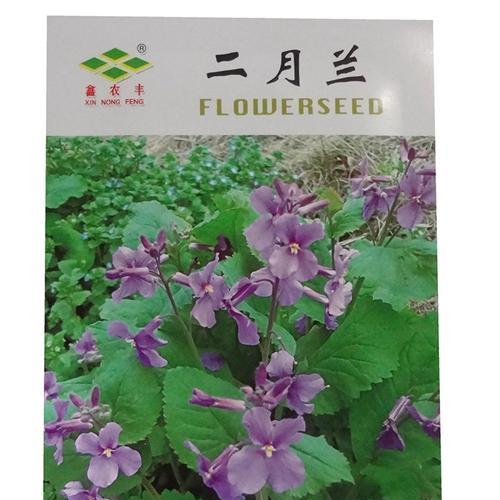 二月兰的种植方法和时间（如何在正确的时间和方法下种植二月兰？）