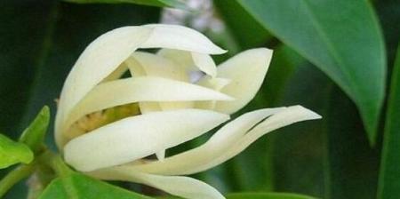 白兰花种植全攻略（掌握白兰花的种植方法和注意事项，让你轻松拥有一盆美丽的白兰花）