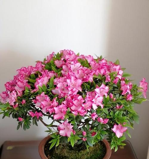 杜鹃花养殖方法与技巧（让你的杜鹃花常青常美）